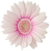 white-gerber-daisy