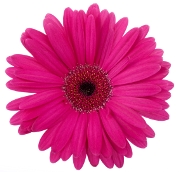 pink-flower-01