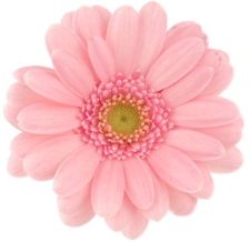 pink-flower-02